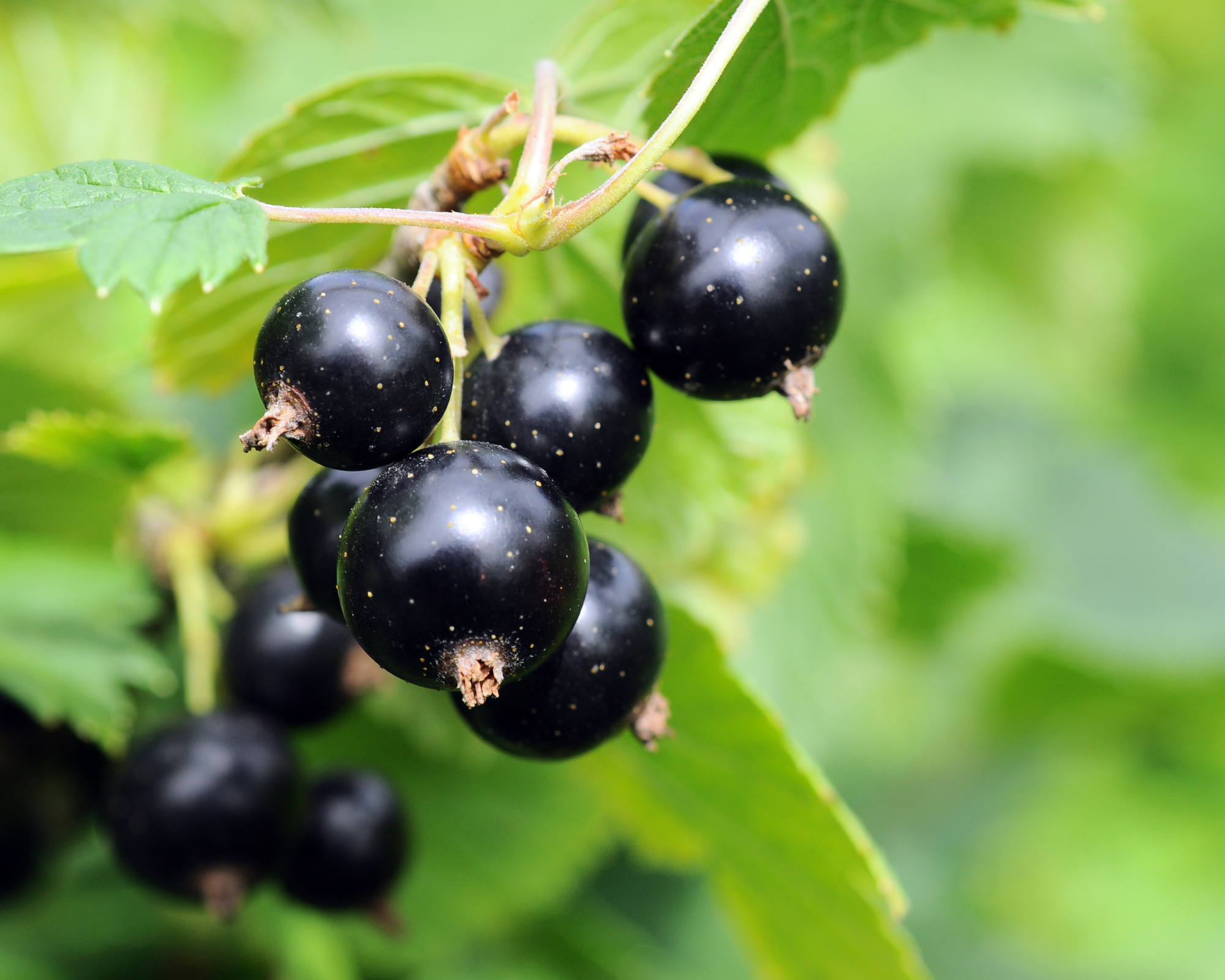 ribes nigrum gemmoe