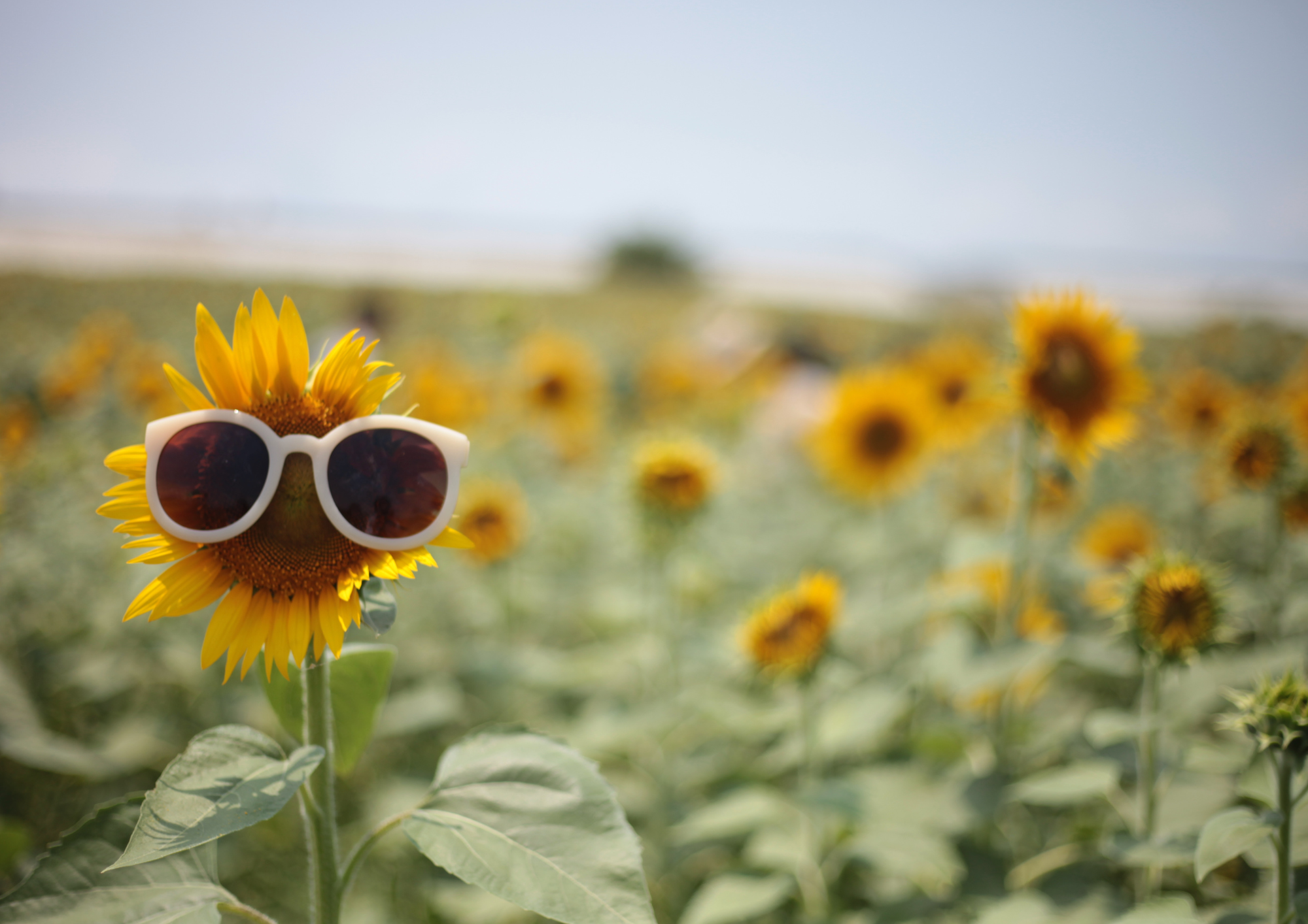 Homeopathy for summer: natural remedies for seasonal challenges